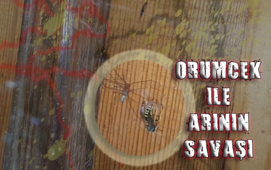 Örümcek Nasıl Beslenir? Örümcek Ağına Takılan Canlının Akıbeti